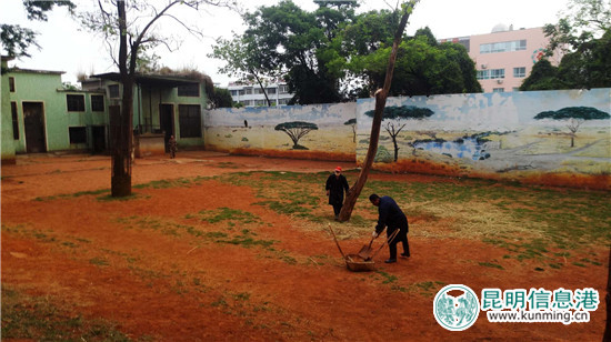長頸鹿“海榮”之死追蹤：應(yīng)激反應(yīng)導(dǎo)致窒息死亡 有望制成長頸鹿標本