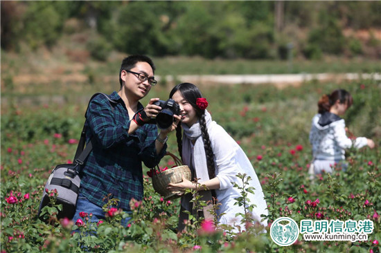 近萬畝玫瑰即將盛放 安寧八街芬芳之旅4月24日啟幕