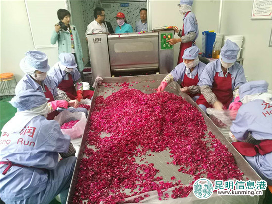 近萬畝玫瑰即將盛放 安寧八街芬芳之旅4月24日啟幕