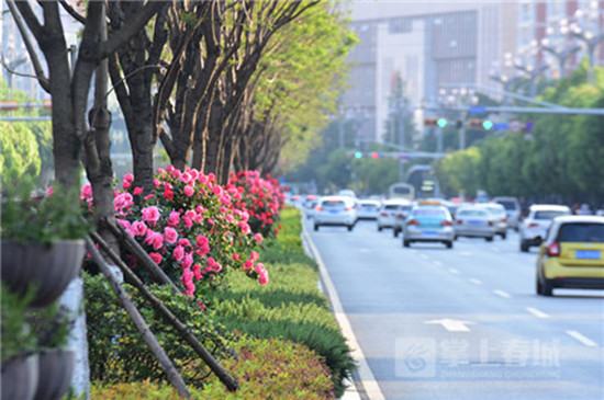 昆明“鮮花大道”升顏值 2000余株月季綻放北京路