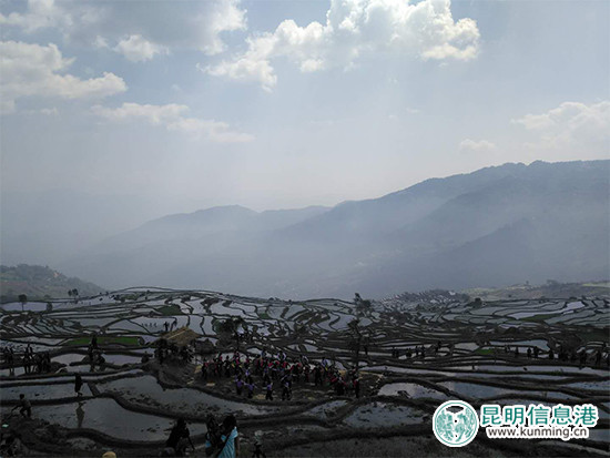 紅河撒瑪壩哈尼梯田2018年“開秧門”活動現(xiàn)場。記者孫紅亮攝