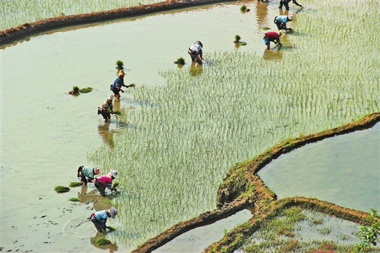 紅河縣撒瑪壩梯田被認(rèn)證為“中國最大連片哈尼梯田” 紅河縣撒瑪壩梯田被認(rèn)證為“中國最大連片哈尼梯田”