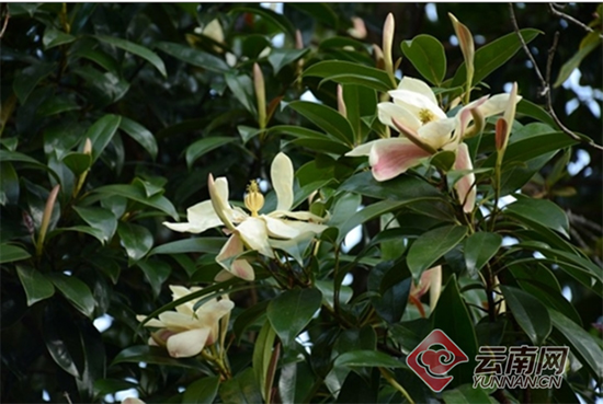 大理發(fā)現(xiàn)珍稀瀕危植物紅色木蓮野生種群