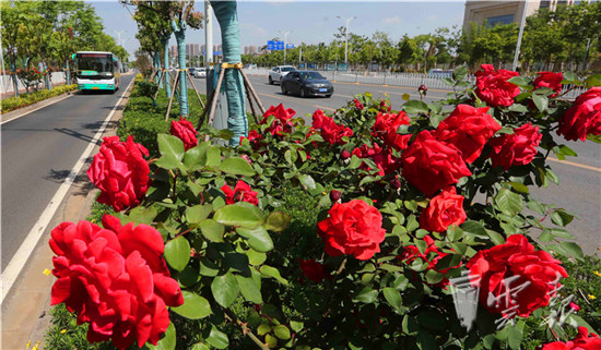 “月季樹”繁花似錦營造春城鮮花大道