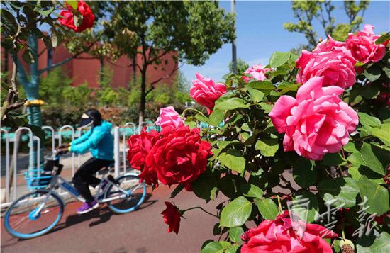 “月季樹”繁花似錦營造春城鮮花大道
