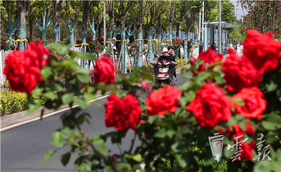 “月季樹”繁花似錦營造春城鮮花大道
