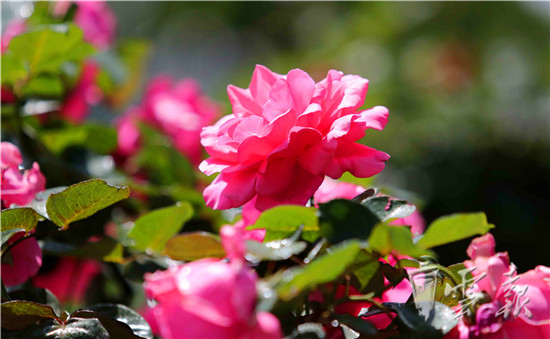 “月季樹”繁花似錦營造春城鮮花大道