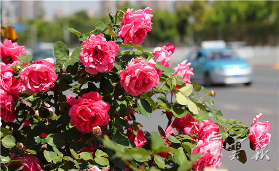 “月季樹”繁花似錦營造春城鮮花大道