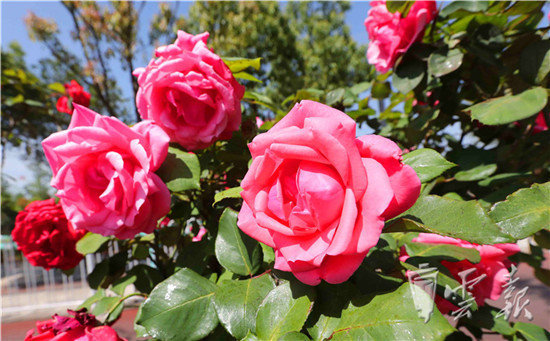“月季樹”繁花似錦營造春城鮮花大道