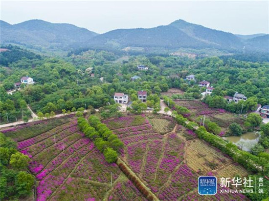 4月22日，空中俯瞰浙江省長興縣泗安鎮(zhèn)二界嶺村的杜鵑花海（無人機拍攝）。近幾年來，泗安鎮(zhèn)推動生態(tài)農(nóng)業(yè)觀光園建設，在主要道路兩側(cè)及觀光園內(nèi)種植多種顏色的100多個品種杜鵑花，形成了“人在花中游、車在花中行”的美麗景觀，吸引了各地游客前來觀賞，為村民帶來了可觀的旅游收入，成為了當?shù)孛利愢l(xiāng)村的特色品牌。新華社記者 徐昱 攝