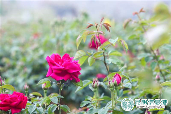 安寧八街9700畝玫瑰花熱情綻放 邀你去當(dāng)“采花大盜” 安寧八街9700畝玫瑰花熱情綻放 邀你去當(dāng)“采花大盜”