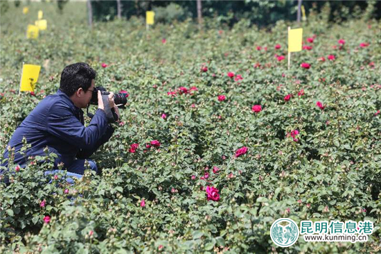 安寧八街9700畝玫瑰花熱情綻放 邀你去當(dāng)“采花大盜” 安寧八街9700畝玫瑰花熱情綻放 邀你去當(dāng)“采花大盜”
