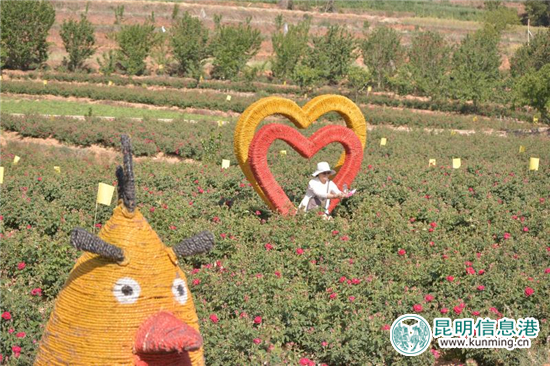 安寧八街9700畝玫瑰花熱情綻放 邀你去當(dāng)“采花大盜” 安寧八街9700畝玫瑰花熱情綻放 邀你去當(dāng)“采花大盜”
