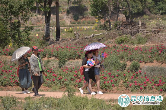 安寧八街9700畝玫瑰花熱情綻放 邀你去當(dāng)“采花大盜” 安寧八街9700畝玫瑰花熱情綻放 邀你去當(dāng)“采花大盜”