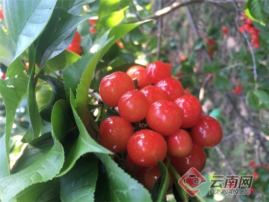 五一小長假到楚雄十八里山莊摘櫻桃品美食賞美景 五一小長假到楚雄十八里山莊摘櫻桃品美食賞美景