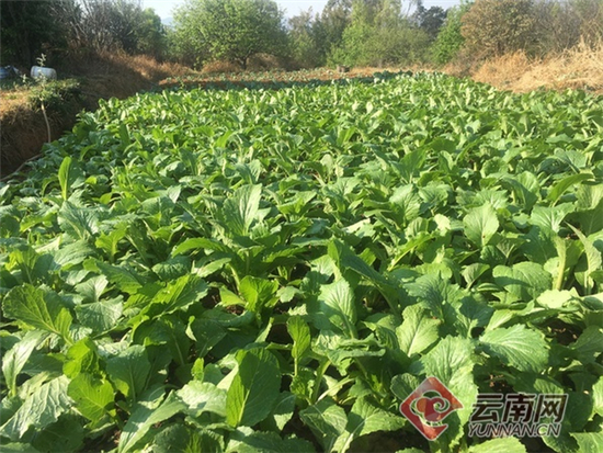 五一小長假到楚雄十八里山莊摘櫻桃品美食賞美景 五一小長假到楚雄十八里山莊摘櫻桃品美食賞美景