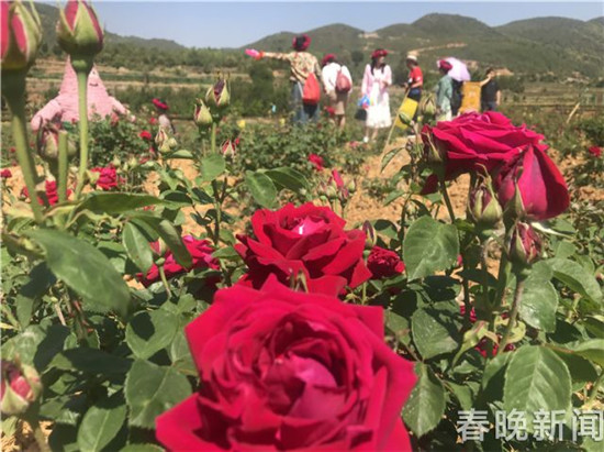 安寧八街芬芳之旅開啟 來吸一口玫瑰的芳香吧 安寧八街芬芳之旅開啟 來吸一口玫瑰的芳香吧