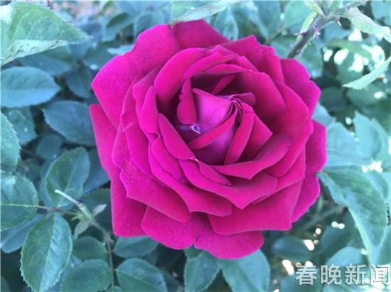 安寧八街芬芳之旅開啟 來吸一口玫瑰的芳香吧 安寧八街芬芳之旅開啟 來吸一口玫瑰的芳香吧