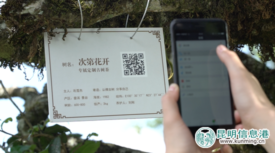 在手機(jī)上就可實(shí)現(xiàn)對(duì)古樹(shù)的認(rèn)領(lǐng)，一個(gè)二維碼可以查看古樹(shù)所有情況。