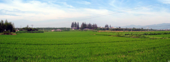 莫角山遺址全景圖 莫角山遺址全景圖