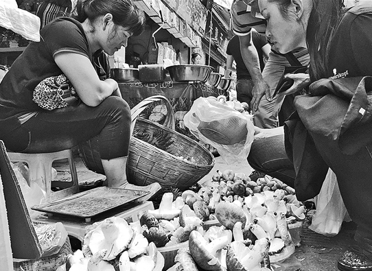 云南野生菌價格跳水 雞樅便宜了一半多 云南野生菌價格跳水 雞樅便宜了一半多