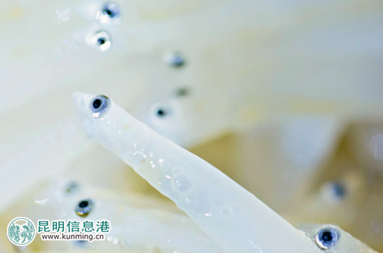 銀魚是昆明人餐桌上的一道美味