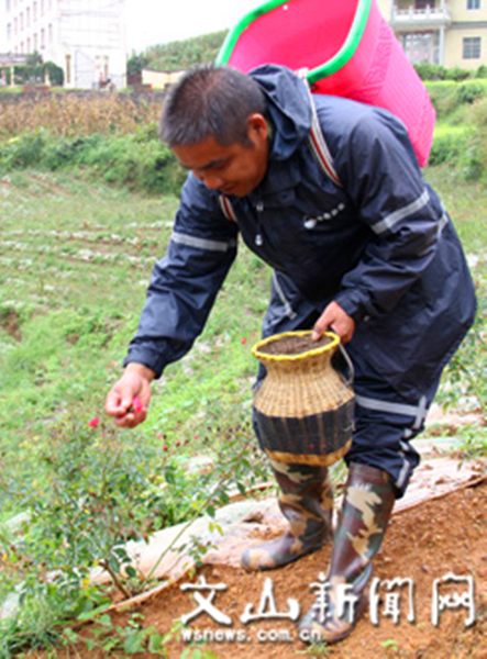 種植戶在采摘玫瑰花