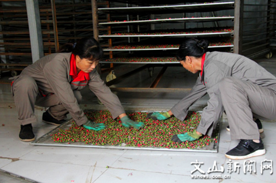 玫瑰花加工廠的工人正在工作