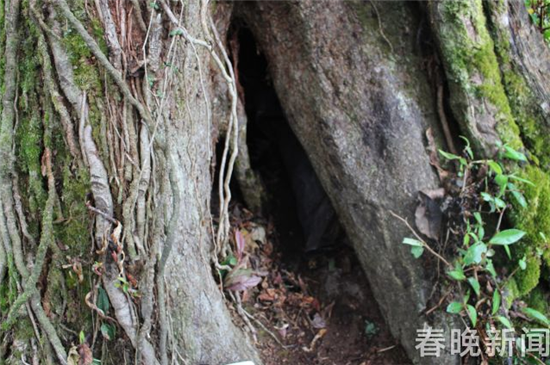 槍支就藏匿于這個大樹樹洞中