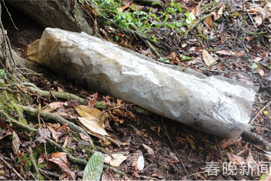 從樹洞中取獲槍支