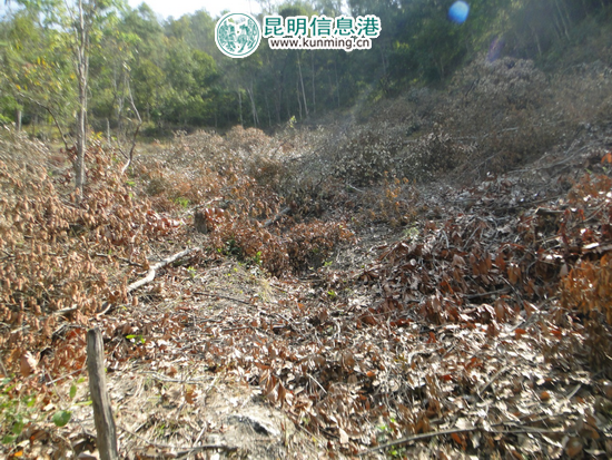 景東村民濫伐林木拒不繳納罰款 法院成功強(qiáng)制執(zhí)行