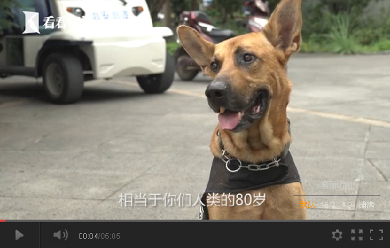 警犬養(yǎng)老院 警犬養(yǎng)老院