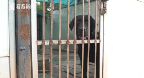 警犬養(yǎng)老院 警犬養(yǎng)老院