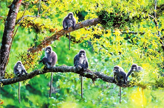 德宏發(fā)現(xiàn)菲氏葉猴全國(guó)最大種群