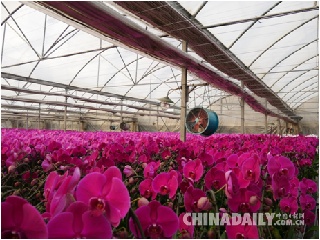 天然氣供暖的蝴蝶蘭溫室大棚 李雪晴/攝 天然氣供暖的蝴蝶蘭溫室大棚 李雪晴/攝