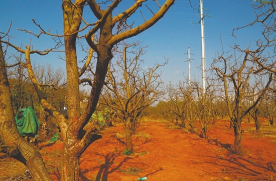 基建之后萬溪沖 梨花依舊笑春風 基建之后萬溪沖 梨花依舊笑春風
