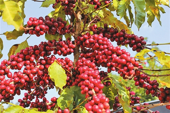 普洱咖啡走向全國(guó)融入世界