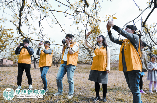 安寧八街梨園。