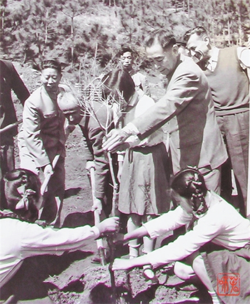 周恩來在昆明海口林場(chǎng)種植油橄欖。