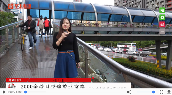 昆明“鮮花大道”升顏值 2000余株月季綻放北京路