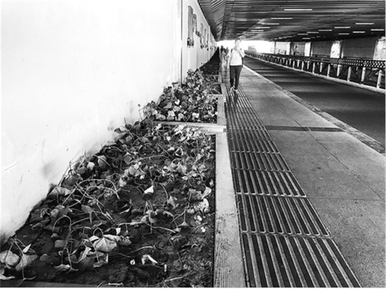 北站隧道綠化植物 枯了誰來管？