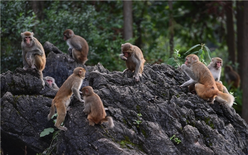 2018110616372276ZFIQ