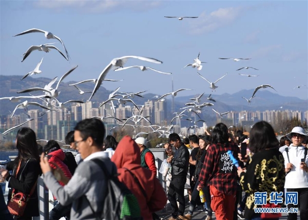 People get along well with black-headed gulls.