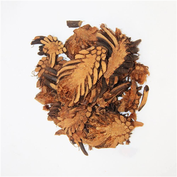 Japonica China fern rhizome Japonica China fern rhizome