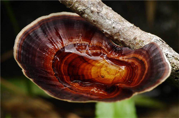 Lucid ganoderma Lucid ganoderma