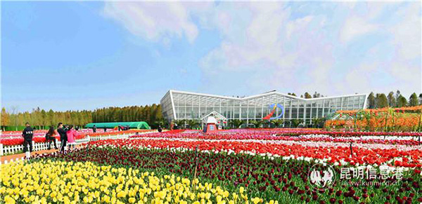 Tulips are blooming at Laoyuhe Park. Photo Shuaifu