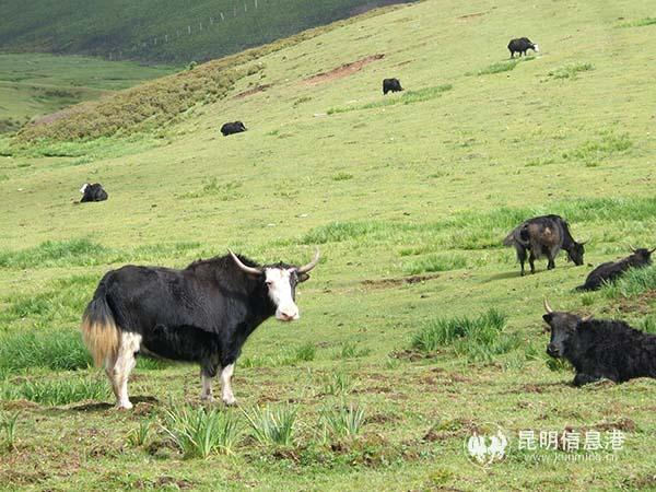 09 高山草甸 后藤先生 攝2