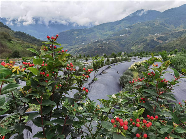 5f696ed5a31024adbd95982a