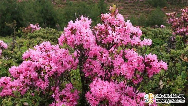 a4bf5a2e-5705-4c99-8dca-dfdab36df52e_batchwm