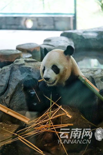 panda1 - 副本 - 副本 panda1 - 副本 - 副本